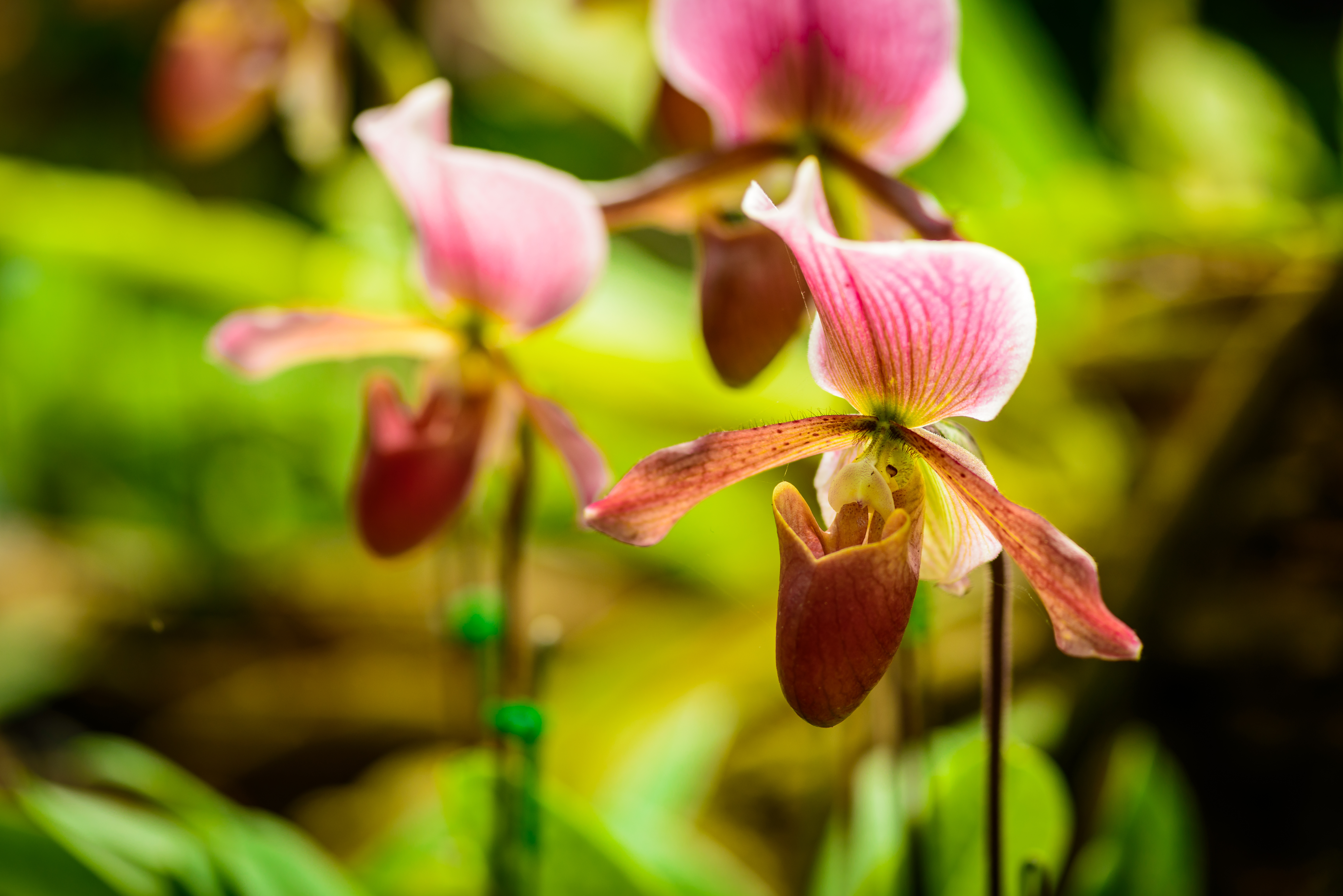 Purple sale lady slipper