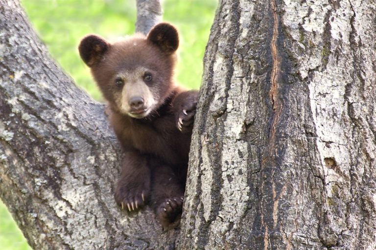 Black Bears in Cades Cove - cades cove