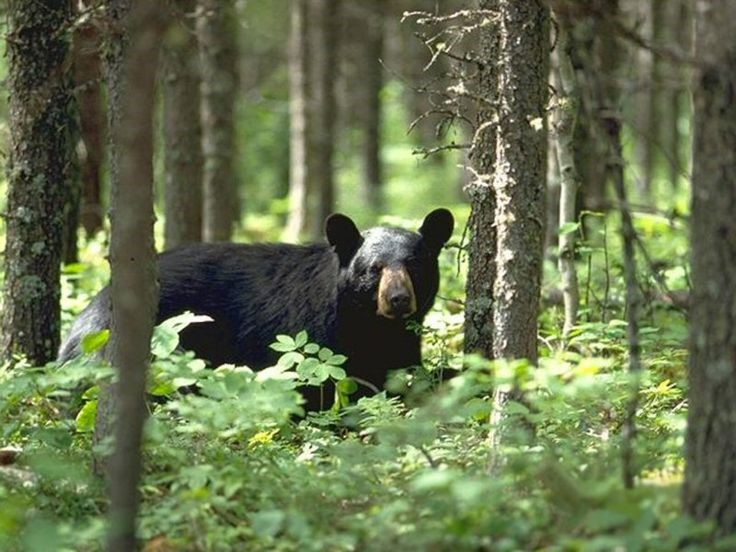 Top 3 Places to Visit to See Bears in the Smoky Mountains